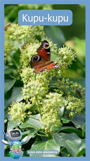 Sayap Kupu-Kupu Ternyata Bening? Fakta Unik Serangga Cantik #animals