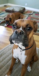 Come on mom! #bestfriends #boxerdog #boandty | Boandtytheboxerboys