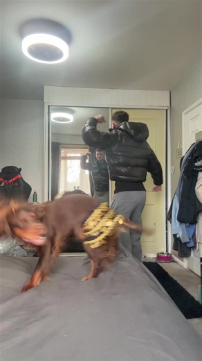 Adorable Dog Dancing with Wiggles