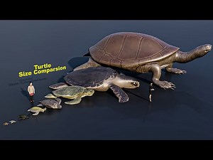 Turtle Size Comparsion | 3D Animation #animals #animation
