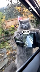 Look at the cats face... 😂😂 | Meme Lord