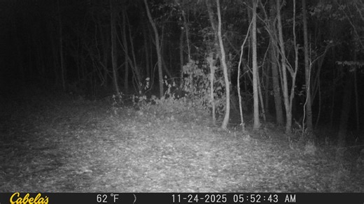 The Refuge trails are Wildlife Highways. | Neches River National Wildlife Refuge
