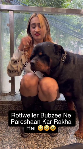 Namita Dua - Namitaology (BUBZEE , LADY OLLIE & ZOEY) on Instagram: "Rottweiler Bubzee Ne Mummy ko Pareshaan Kar Rakha Hai 🥹🥹🥹 . . . [rottweiler dog,rottweiler puppies,rottweiler puppy,rottweilers,funny rottweiler,rottweiler guard dog,rottweiler protection dog,rottweiler training,cutest rottweiler dogs,rottweiler funny,rottweiler for sale,funny rottweiler compilation,rottweiler compilation,rottweiler dogs,rottweiler puppies for sale,own rottweiler,rottweiler 101,rottweiler tips,male rottweile