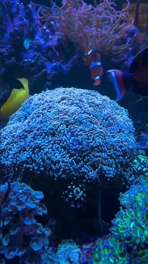 Golden Hammer Coral Colony — A Stunning Addition to Your Reef Tank! JKFish World