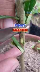 Kadugtong citrus budding technique. | PINOY GRAFTER
