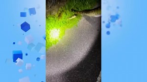 No Comment : le plus grand python de Floride a été capturé