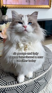 19K views · 736 reactions | Sir George and Lady Eleanor had some tough interview questions for their new cat sitter today #ragdoll #catsoffacebook #sirgeorge | Sir George | Facebook