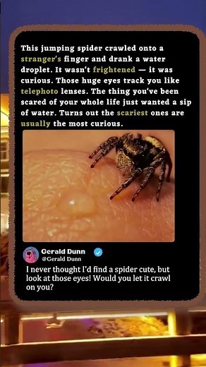 This Tiny Jumping Spider Just Wanted A Sip! 🕷️ #Nature #Cute #Wildlife