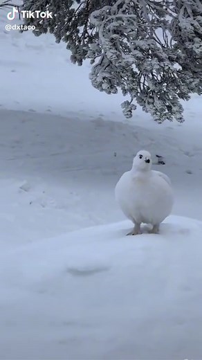 Paloma Artica dice Ahuevo durante 7 segundos