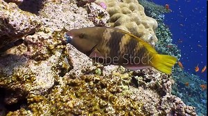 Fish emperor angelfish near coral. Emperor angelfish or imperial angelfish (Pomacanthus imperator) on background of school of fish on underwater coral reef in clean clear water is beauty. Red Sea.