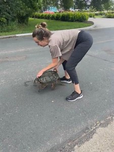 47K views · 216 reactions | This person saw a woman helping a turtle off the road. She carefully picked up the turtle by its shell and set it down towards a marshy area with ponds and cattails. Even though this was not the direction the turtle had been heading, the woman thought it would be a safer place for the turtle. | Jukin Copyright Management | Facebook