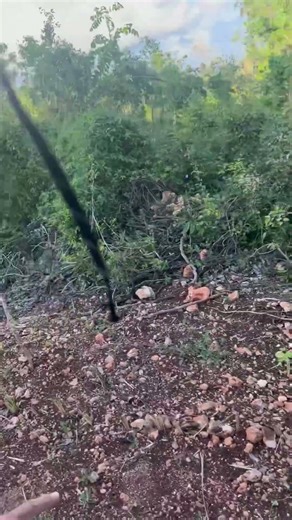 #organicagriculture #organicfarming #cuba #cubanos #canadatocuba