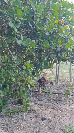 Gilvani Souza | O Senhor é meu pastor nada me faltará salmo 23 | Instagram