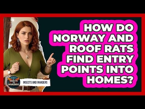 How Do Norway And Roof Rats Find Entry Points Into Homes? - Insects and Invaders