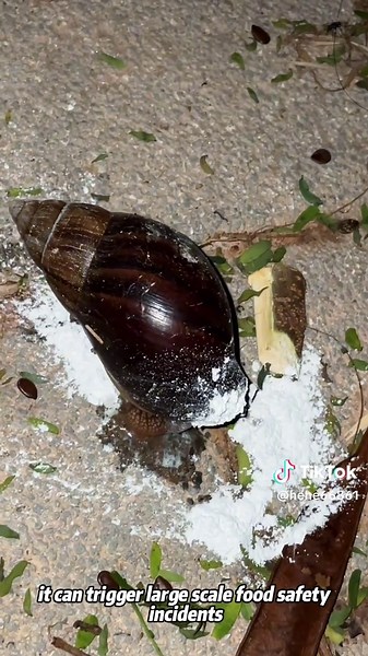 The giant African snail is an invasive alien species that poses threats to human health and ecological balance, so we must eradicate it.#fyp #snail #usa🇺🇸 🙏🙏🙏