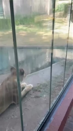 @wxwx_editer on Instagram: "日本は、🎭 💯 人々の「一歩一歩」を電力に変える革新的な技術を導入しています。 それが「圧電タイル（ピエゾエレクトリック・タイル）」です。 このタイルは、歩行者が踏むたびに生じる圧力と振動のエネルギーを吸収し、 その機械的な力を電気エネルギーに変換します。 内部に埋め込まれた圧電素子がわずかに変形することで、 微小な電流が発生します。 一歩一歩は小さな電力ですが、何百万もの歩行が重なれば、 LEDライト、デジタルディスプレイ、センサーなどを動かす 十分な電力が生み出されるのです。 東京・渋谷駅のような人通りの多い場所では、 1日に約240万歩がこのシステムに貢献しています。 この電力は蓄電または即時利用が可能で、 従来の電力供給への依存を減らし、 持続可能な都市インフラの発展を支えています。 日常の「歩く」という行為が、 未来の再生可能エネルギーを生み出す力に変わっているのです。⚡ #日本 #圧電タイル #ピエゾエレクトリック #歩行発電 #渋谷駅 #再生可能エネルギー #スマートシティ #テクノロジー #革新 #環境保護 #