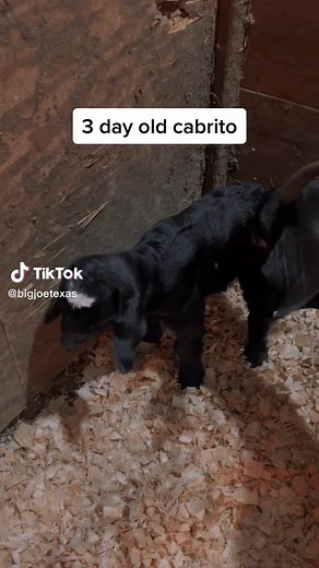 Bigjoe (@bigjoetexas)’s videos with original sound - Bigjoe