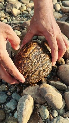 “Shocking Discovery! Ancient Fish Fossil Hidden Inside a Split Stone”