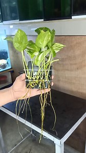 DIY plant holder #diy #DIYplantholder #pothos #pothosplant #aquascape #guppynest | Guppy'Nest