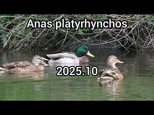 Mallard (Mallard duck, Wild duck) | Ducks in the park | October 2025