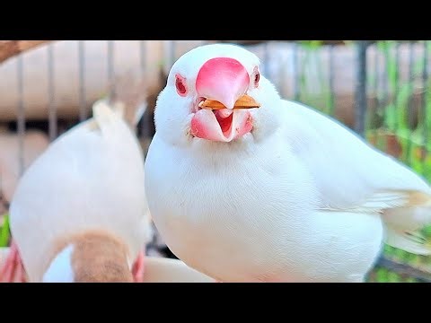 What is the sweet song that java sparrows sing for today? You can open now. Java sparrows singing.