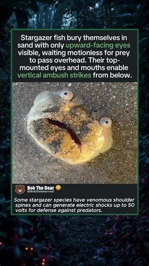 Stargazer Fish Bury Themselves and Look Upward