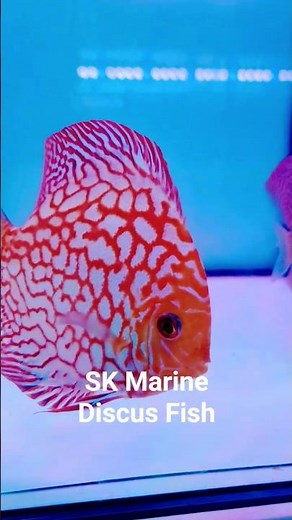 The Majestic Beauty of Big Discus Fish 🐠 | Stunning Aquarium Showcase 2025