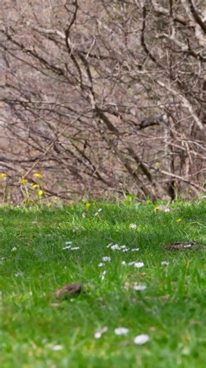 All of our aluminum styles are offered in double picket configuration for small pets. https://onlinefencestore.com/ | Online Fence Store | Facebook