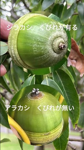 シラカシとアラカシの見分け方(ドングリ)