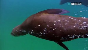 Underwater Terror: Inside The Real-Life ‘Jaws’ Shark’s Most Horrific Attacks