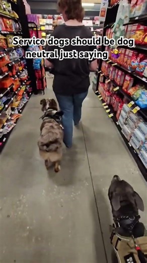 #australianshepherd #servicedog #servicedogintraining #servicedoghandler #medicalalertdog #mobility