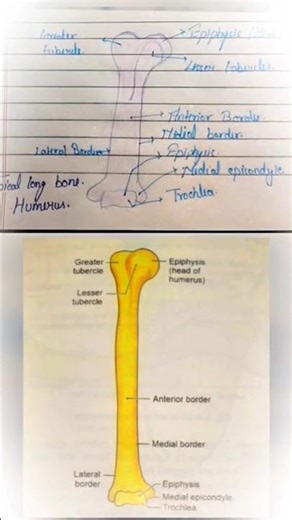 Typical Long Bone - Humerus Diagram Drawing #art