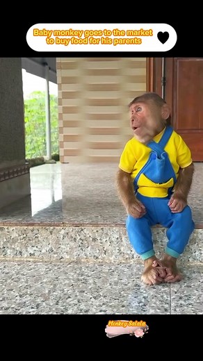 Baby monkey goes to the market to buy food for his parents #animal #animals #monkeys #smart #monkey #wow #pet