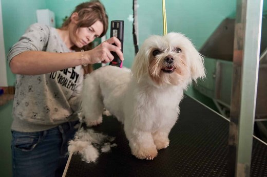 5 Tips for Finding the Perfect Dog Groomer