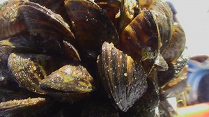 35 years since first zebra mussels discovered in Minnesota, where are we now?