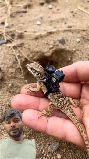 Baby Lizard POV 🦎 Inside a Secret Underground World | Tiny Camera Discovery!