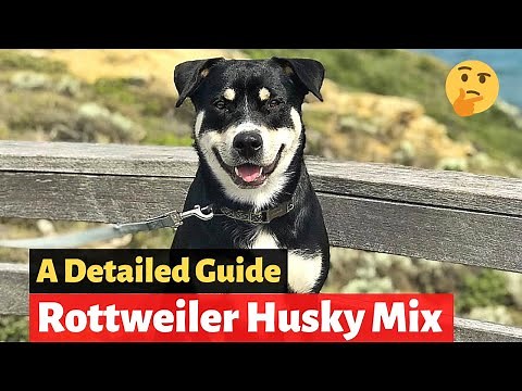 Rottweiler Siberian Husky Mix | Complete Guide about Rottsky |