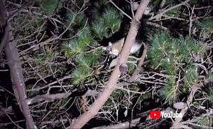 New possum shooting video out now! Link in bio. Come along for a hunt with Beauds and his uncles and Dad as he learns about safety around guns and how to make money from hunting in NZ. #huntingnz #possumhunting #spotlighting #ledlenser #huntech #cz #kilwellsports | Clarke Boys Hunting NZ