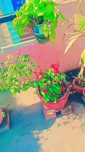 #hay hay Main Mar Java Mar# Java# Tere bin#