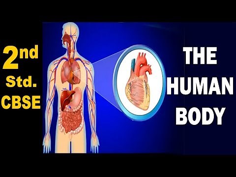 The Human Body | 2nd Std | Science | CBSE Board | Home Revise