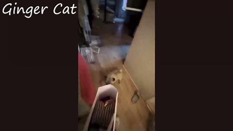 Animals reunited with humans after years apart