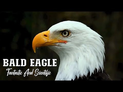 Adaptation In Bald Eagle| Bald Eagle Adaptation Facts| Bald Eagle Adaptation| Bald Eagle Documentary