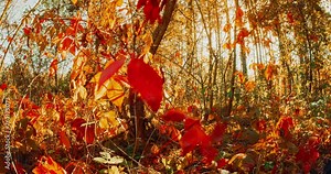 Summer Autumn Forest Transition. Time Lapse Season Change Concept. Trees Foliage Leaves Turn Yellow Orange Autumn. From Summer Green To Autumn Red Orange. Time-lapse Fall Coming. Autumn Mood Timelapse