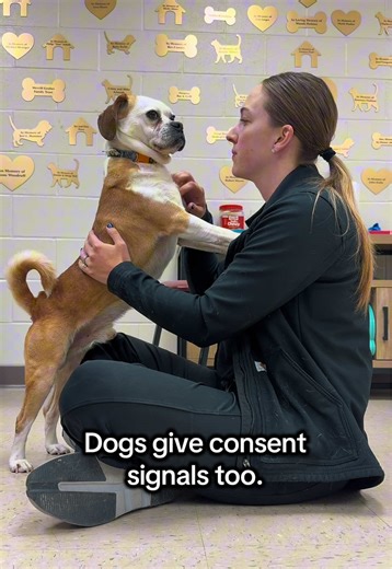 French Fry the Dog's Heartwarming Adoption Journey