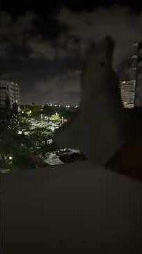 SB Short: Shark Puppet sings Thick of it! #shorts