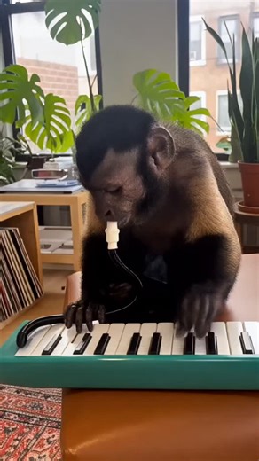 Animal Hub on Instagram: "Monkeying Around with the Melodica"