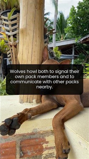 Howling is more than a sound for wolves it’s a vital survival strategy and social signal