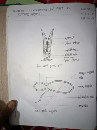 HSC Biology 2nd paper practical: রুই মাছের রক্ত সংবহন তন্ত্র ও শ্বসনতন্ত্র পর্যবেক্ষণ।