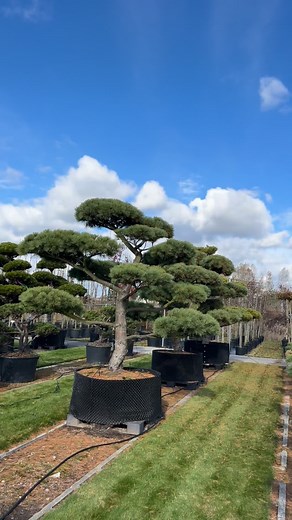 O, jaka piękność! 🌲 Majestatyczna sosna wejmutka (Pinus strobus) w całej swojej okazałości. #bonsai #pinus #ogrodnik #niwaki #ogród #tree #plant #garden #big #gardendesign #inspiration | Bonsai Park
