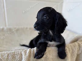 Cocker spaniel cross Miniature Dachshund Docker